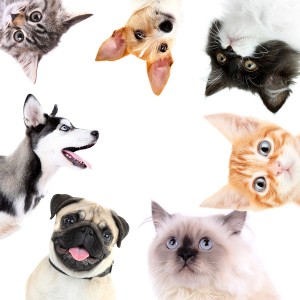 Collage of cute dogs and cats isolated on white