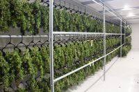 dry cannabis plants