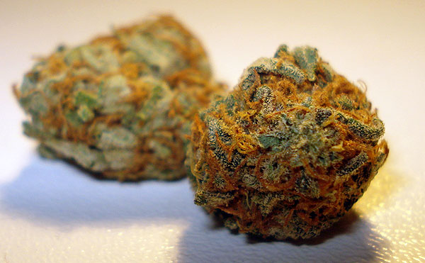 Orange bud indoor cannabis bud