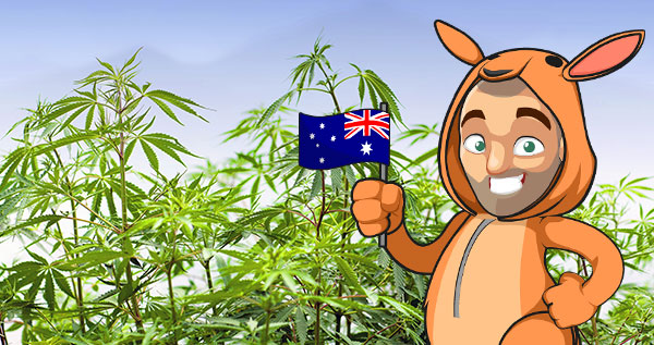 Growing Marijuana in Australia