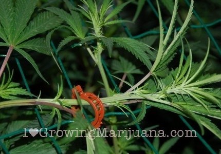 Tying the shoots of a marijuana plant