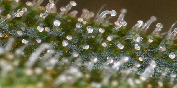 Milky trichomes