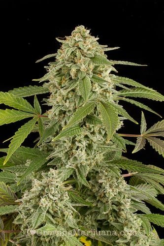 White widow autoflowering cannabis plant