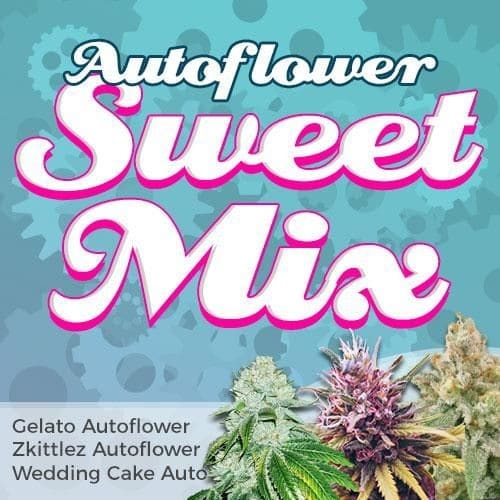 ILGM - Autoflower Sweet Mix