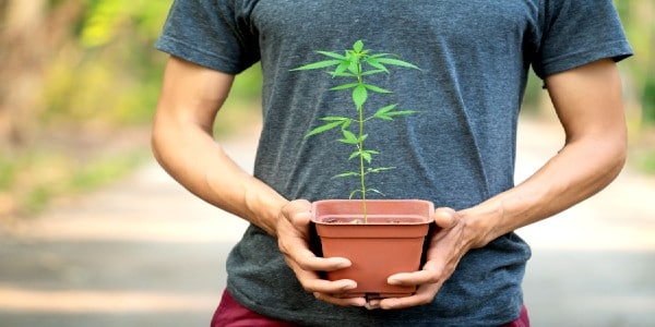 How to safely move cannabis plants outdoors