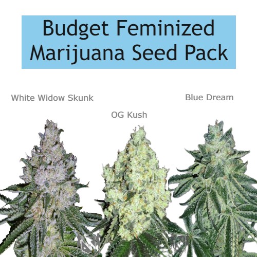 MSNL - Budget Feminized Marijuana Seed Pack
