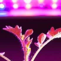 Optimal Lighting for Cannabis Plants