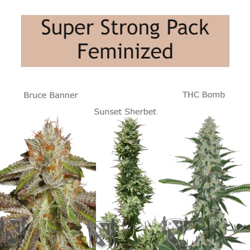 MSNL - Super Strong Pack Feminized
