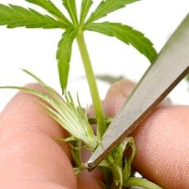 Pruning marijuana