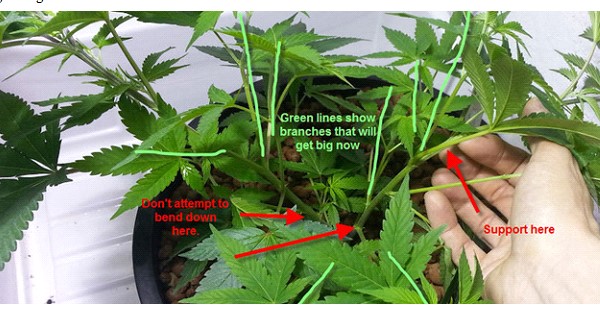 Super cropping your cannabis plant