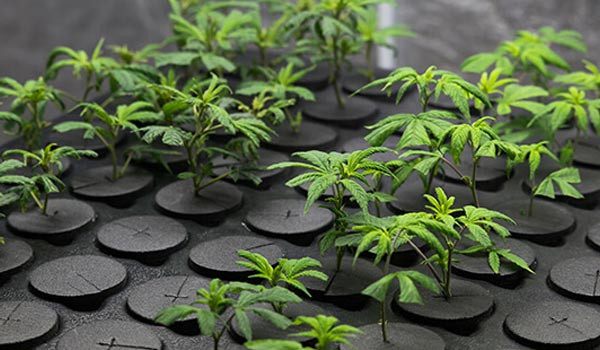 cannabis clones wont root