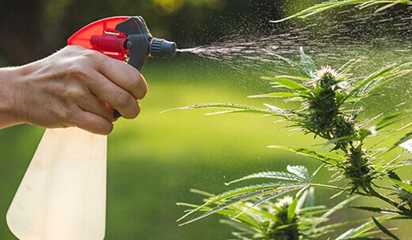 hard or soft water for marijuana plants
