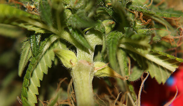 hermaphrodite cannabis plants