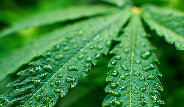 humidity and temperature in your marijuana grow room