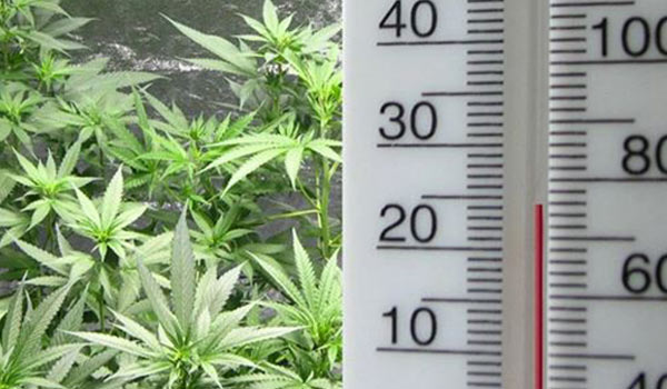 lower temperature growing cannabis