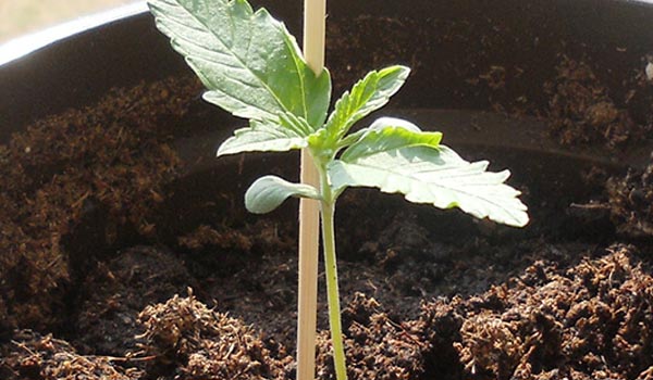 stretching cannabis plants