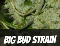 Big Bud Strain