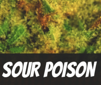 Sour Poison