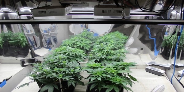 A marijuana grow room