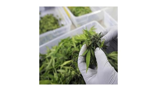 Growing marijuana for others in Washington
