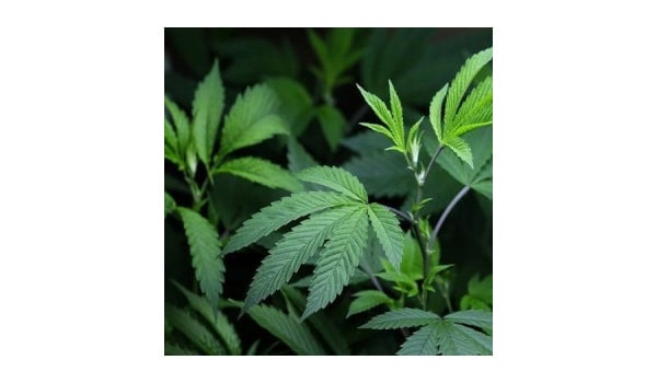 How much marijuana can you grow in washington