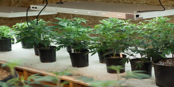 The Benefits of Indoor Cannabis Cultivation