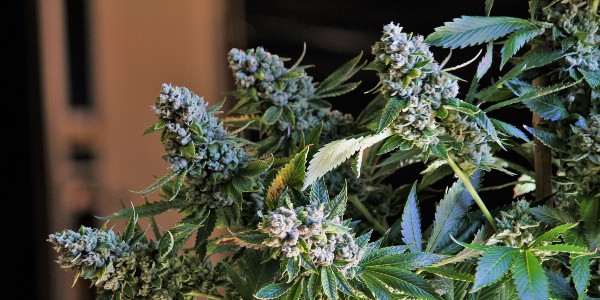 The Benefits of Indoor Cannabis Cultivation - Multiple Harvests