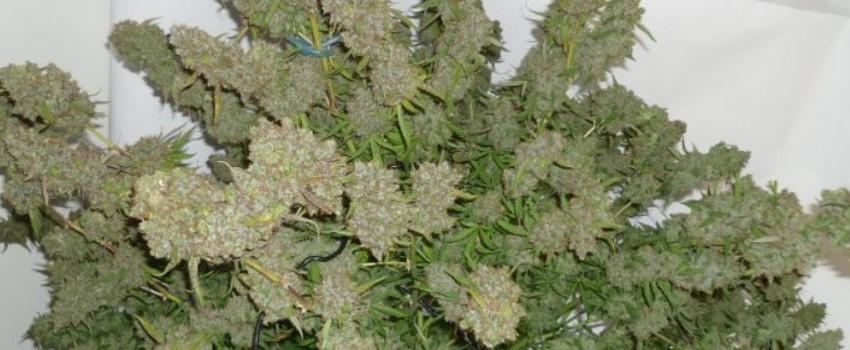 Marijuana plants with the highest yields