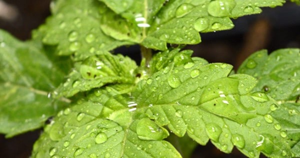 Ideal humidity for marijuana seedlings