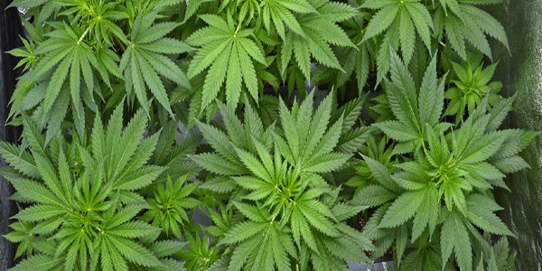 Marijuana plants in vegetative stage