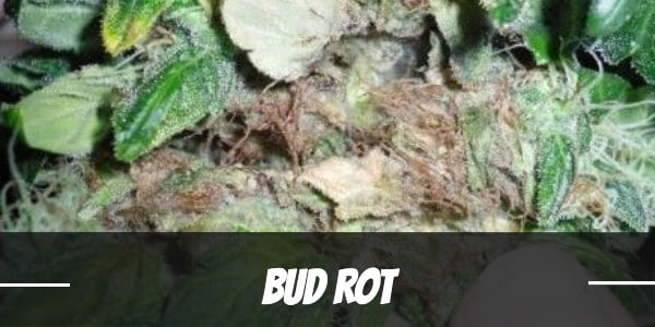 Bud Rot