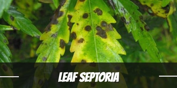 Leaf septoria