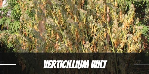 Verticillium wilt