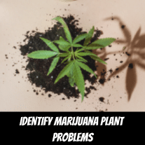 Identify Marijuana Plant Problems