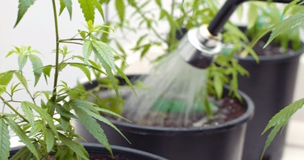 Adequate watering of cannabis plants
