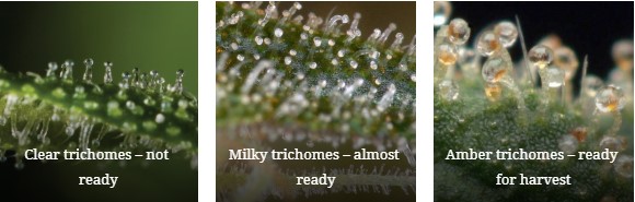 Plan your harvest accordingly based on the color of trichomes