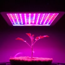 A young cannabis plant growing indoors under LED lights