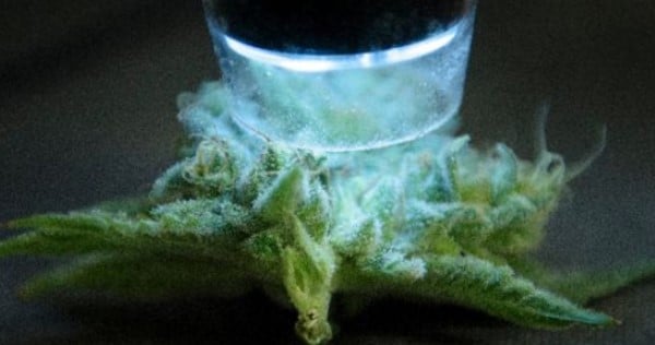 Bud under a digital microscope
