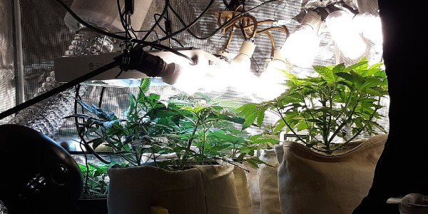 Cannabis plants in a grow tent placed under CFL lights