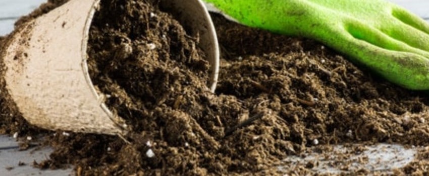 Choosing soil for your plants