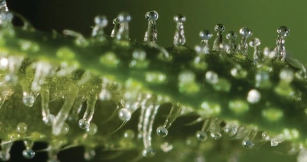 Clear trichomes