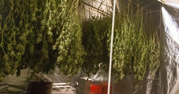 Drying your plants correctly will increase your yield