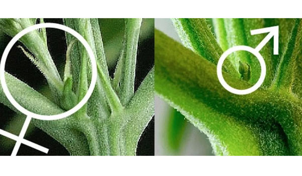 Identifying the Sex of Your Plants
