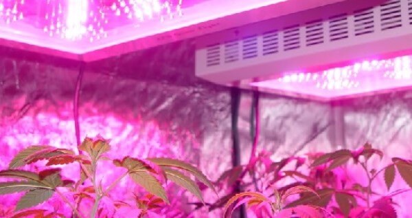 LED grow yields will become higher in the future