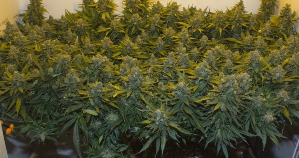 One plant under 600 watt can produce a pound of weed. Picture by Rolling Stoned