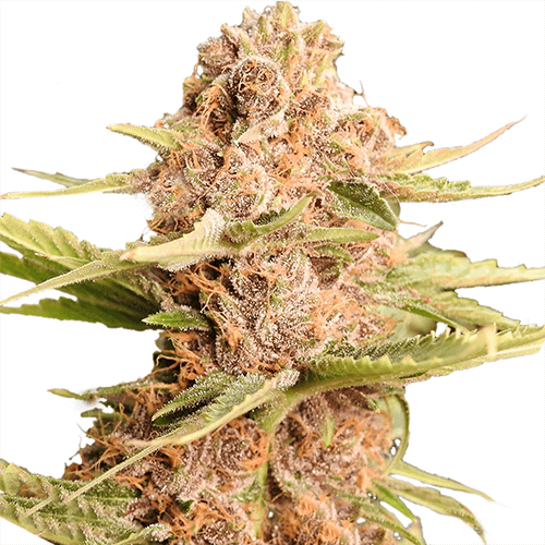 Indica dominant cannabis plant