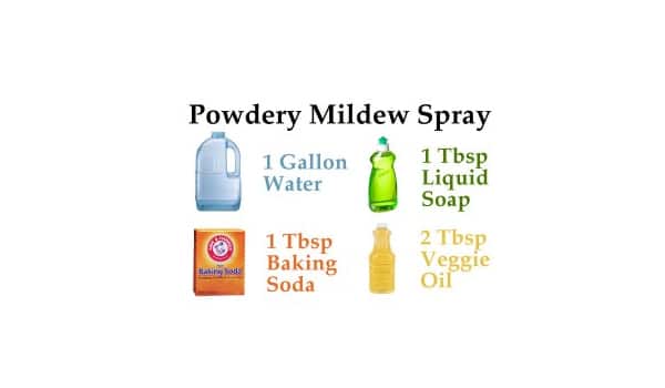 Ingredients to create your own Powdery Mildew spray