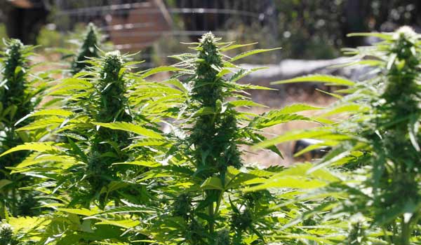 Cannabis plant reproduction