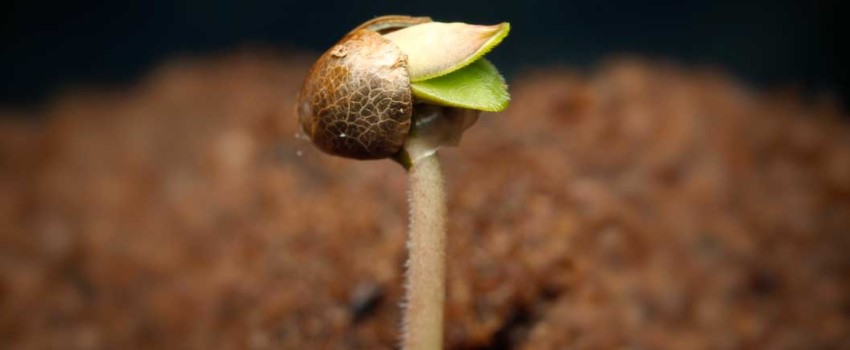 How do I germinate marijuana seeds?