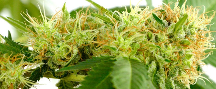 Marijuana plants during the flowering phase